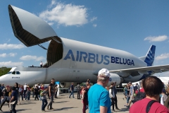 Beluga