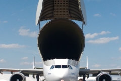 Beluga